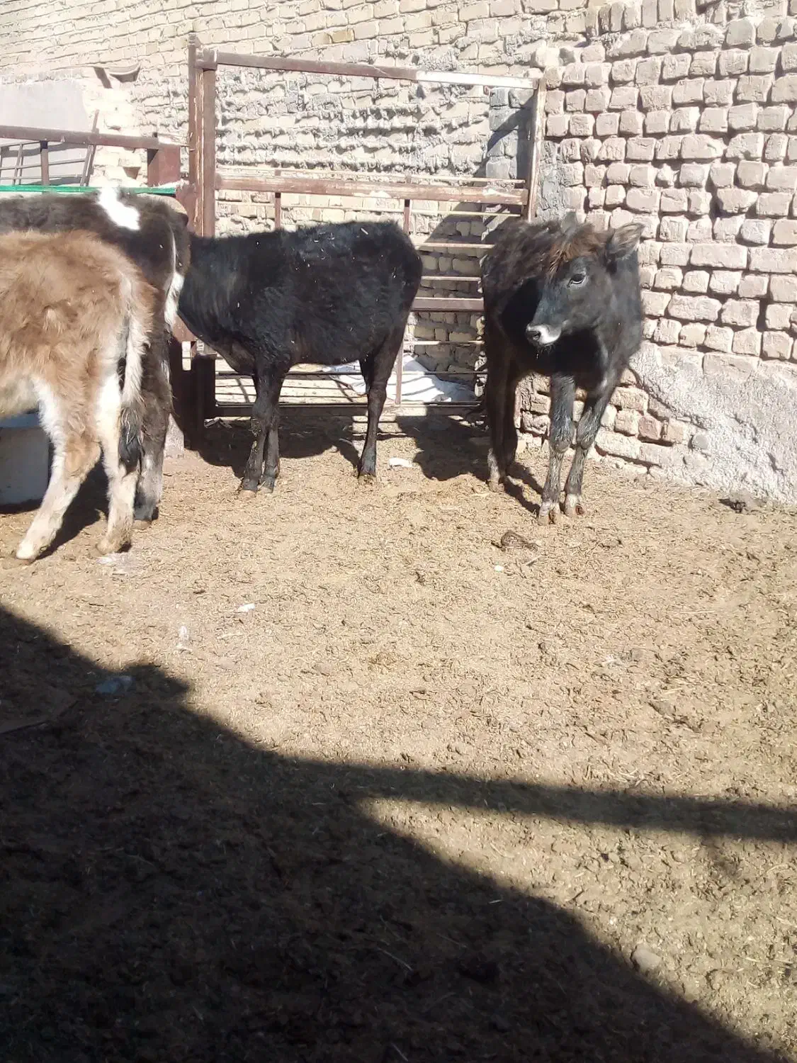 گوساله ماده|حیوانات مزرعه|اراک, |دیوار