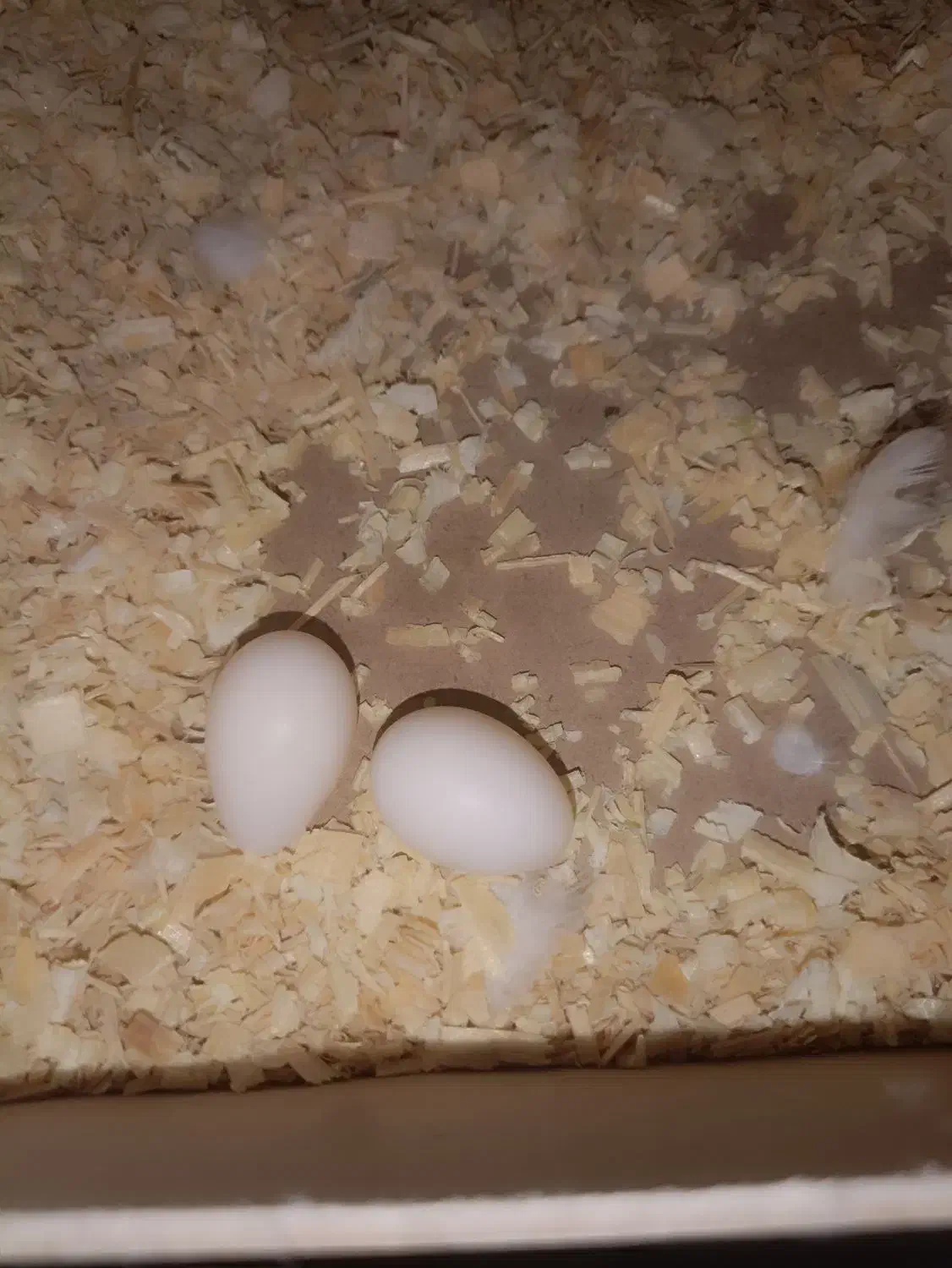 عروس هلندی جفت مولد|پرنده|تهران, شهرک شریفی|دیوار