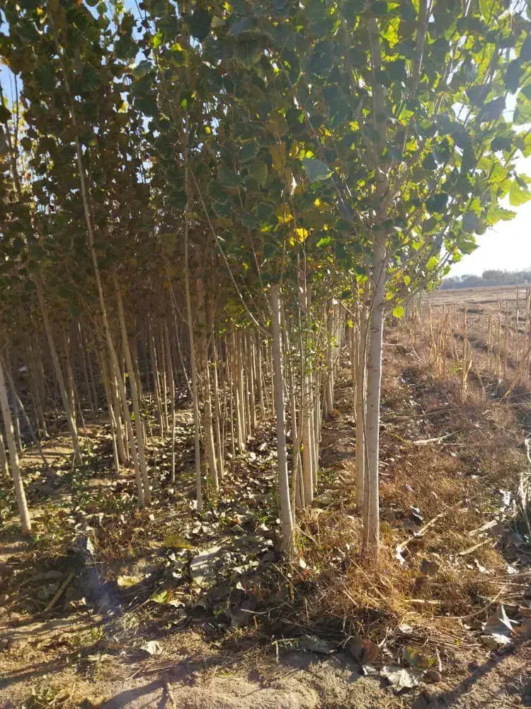 دهکده نهال|خدمات باغبانی و درختکاری|تهران, دکتر هوشیار|دیوار