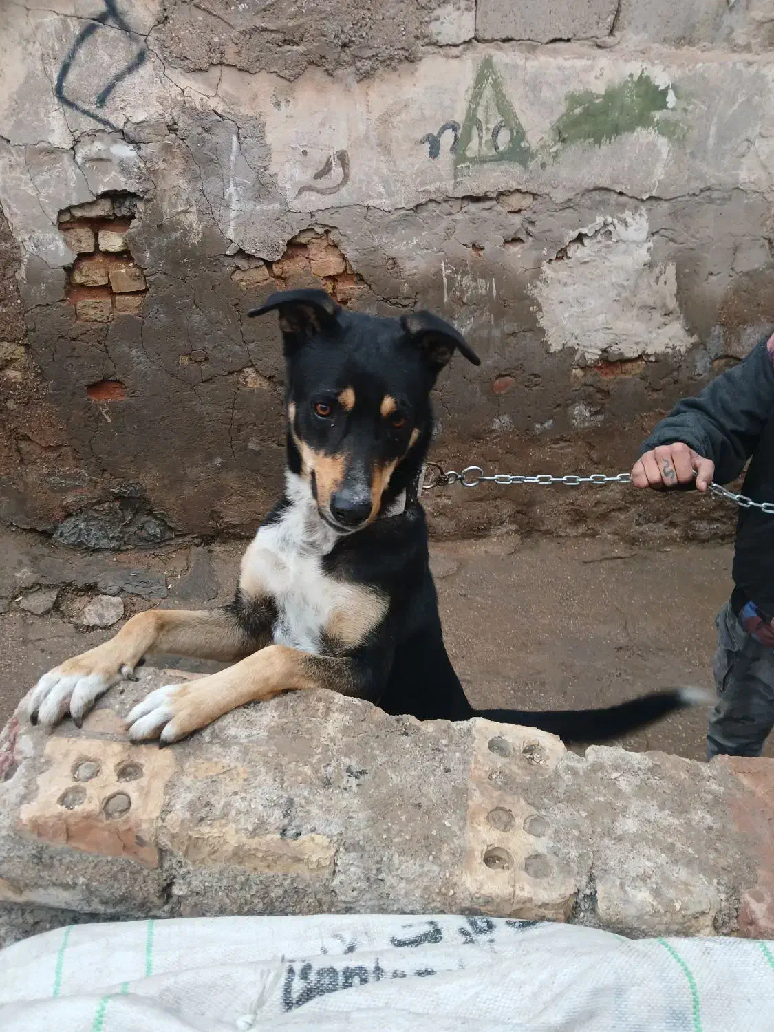 سگ نگهبان|سگ|اهواز, کارون|دیوار