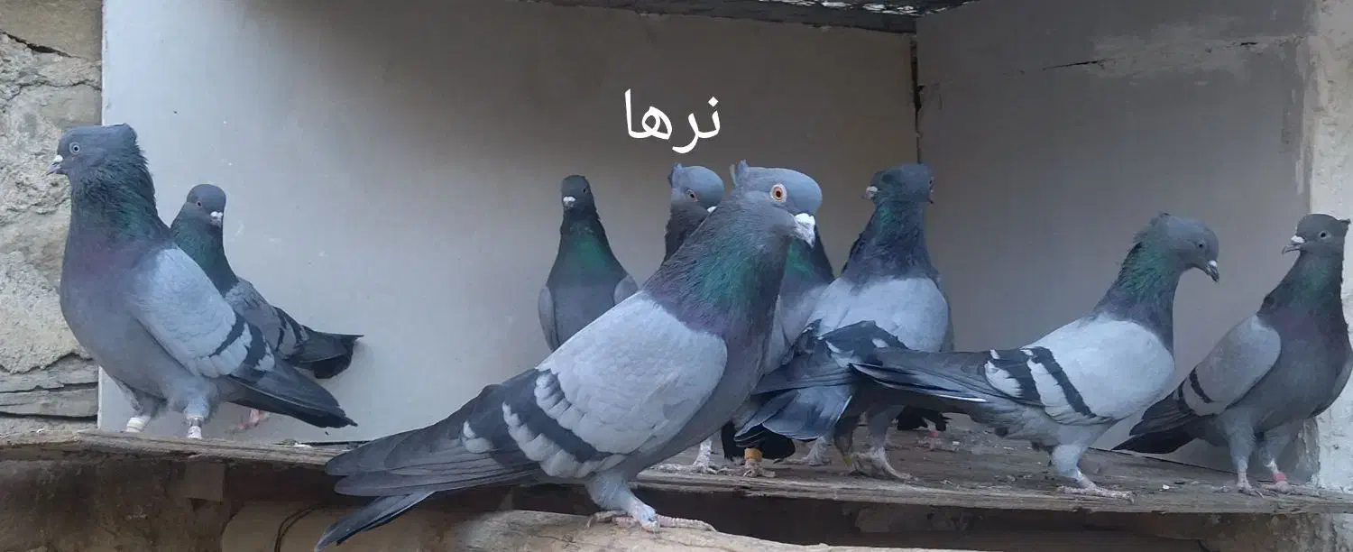 کبوتر پرشی|پرنده|نقده, |دیوار