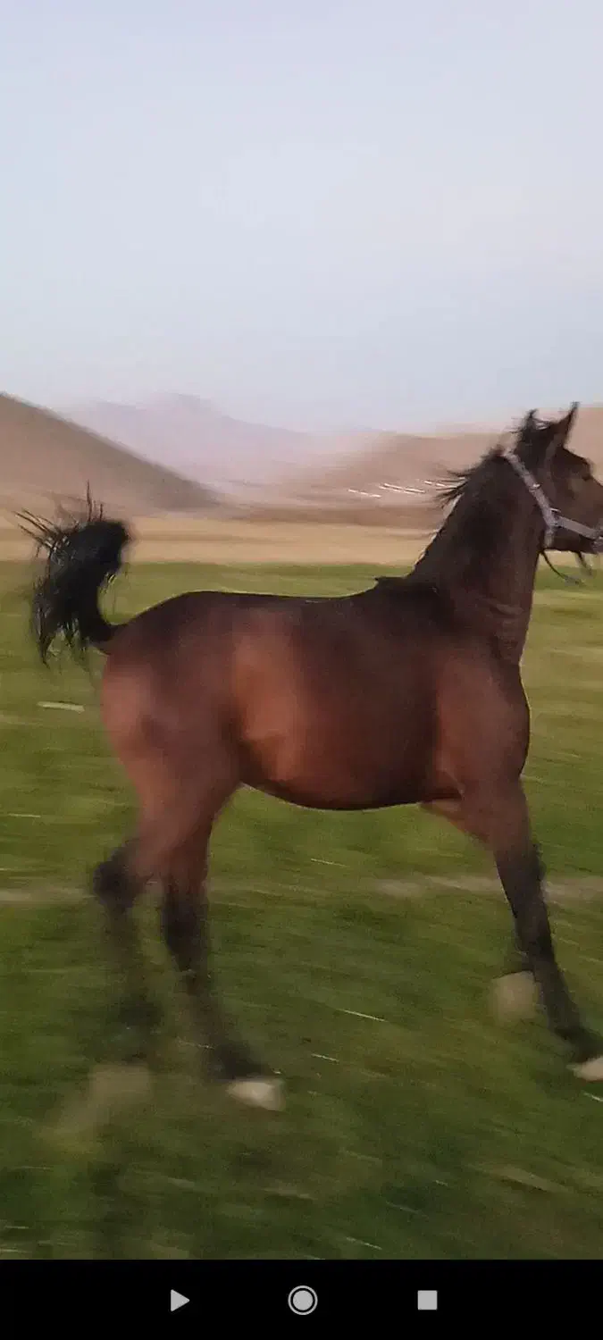 اسب اصیل|اسب و تجهیزات اسب‌سواری|صحنه, |دیوار