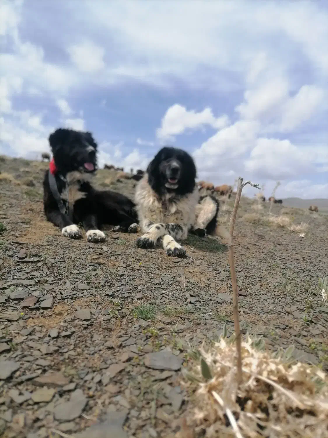 سگه گله|سگ|خمین, |دیوار