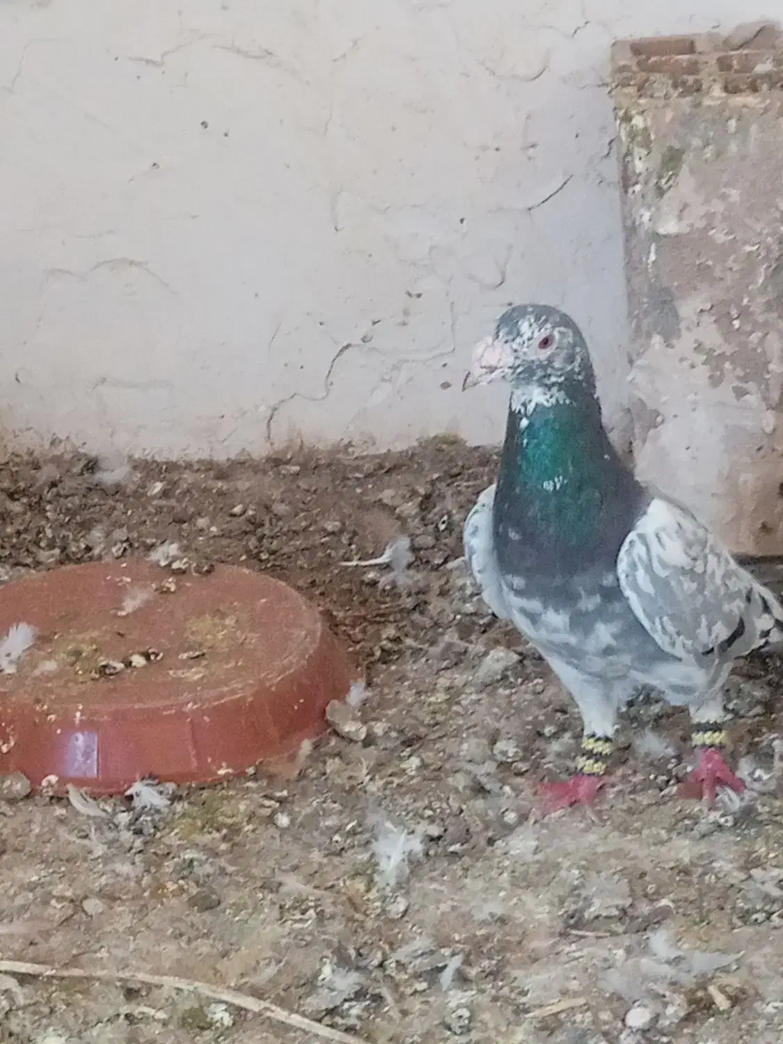 کبوتر|پرنده|نیشابور, مازول|دیوار