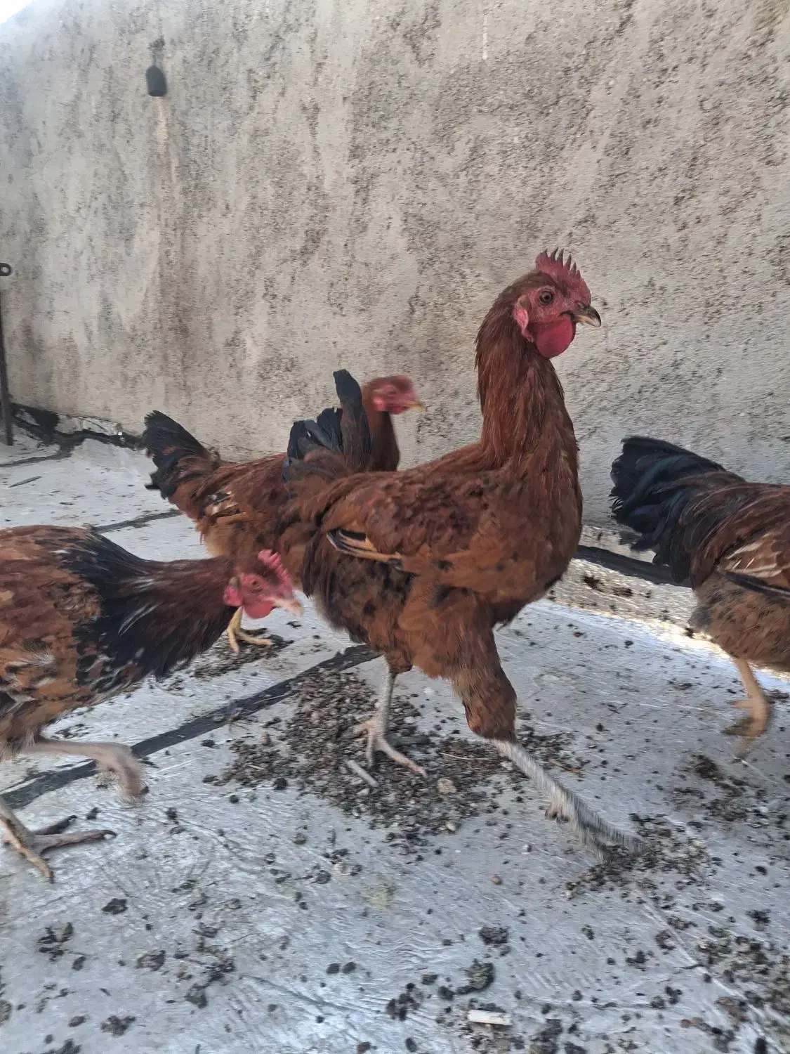 خروس و مرغ|حیوانات مزرعه|تاکستان, |دیوار