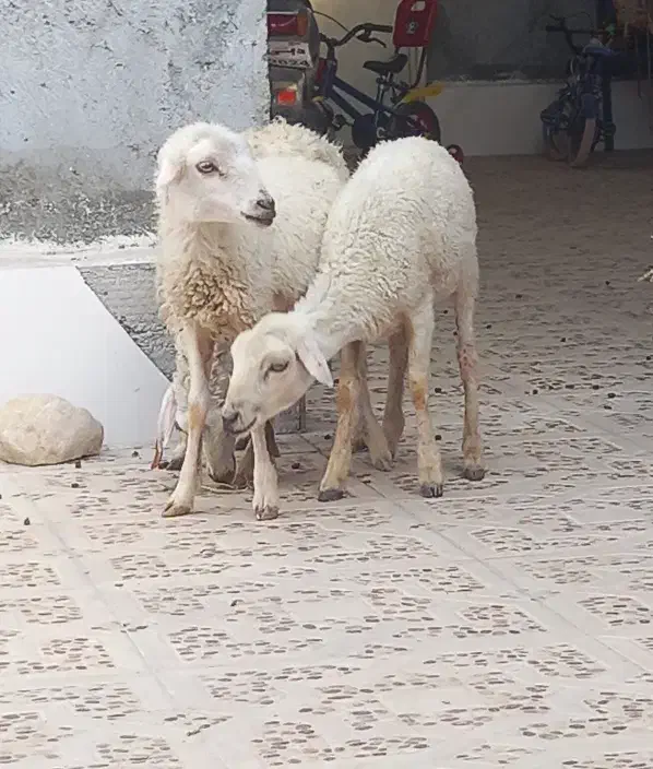 3تا بره ماده مخصوص داشت درخونه پرواری کبابی|حیوانات مزرعه|بندرعباس, |دیوار