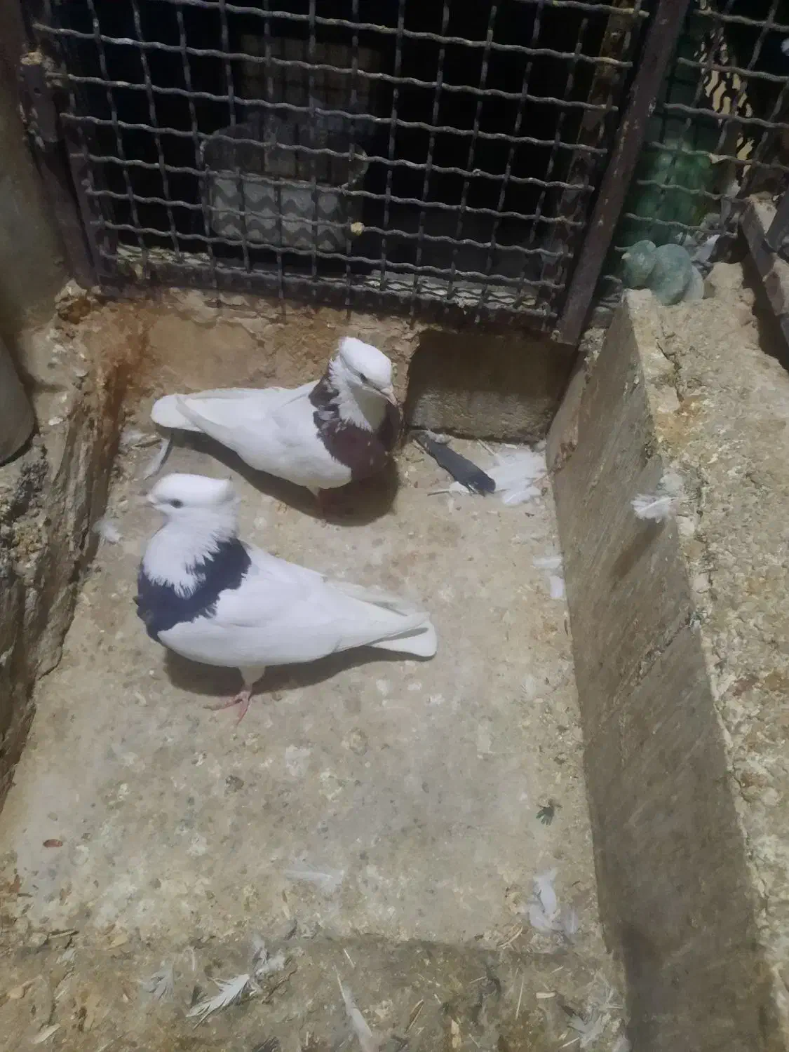 کبوتر ، کفتر ، طوقی|پرنده|تهران, کیانشهر|دیوار