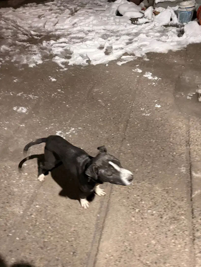 توله پیتبول|سگ|مشهد, پنجتن|دیوار