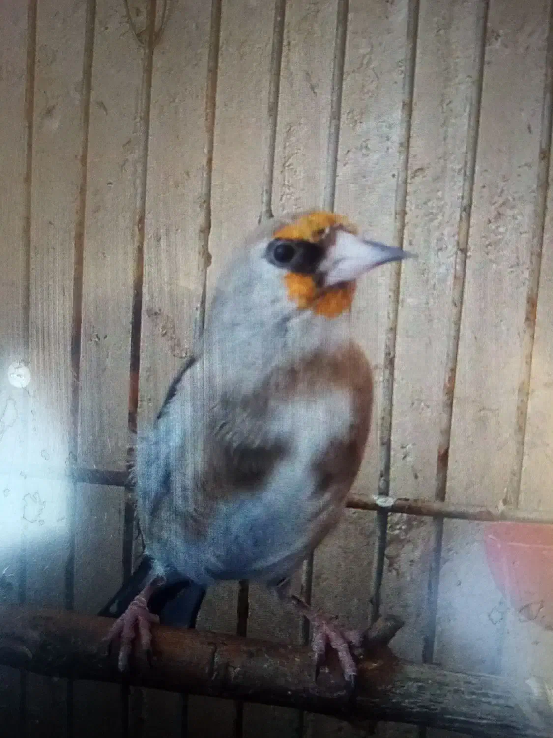 فروش سهره کرمونی نر دوساله|پرنده|کازرون, |دیوار