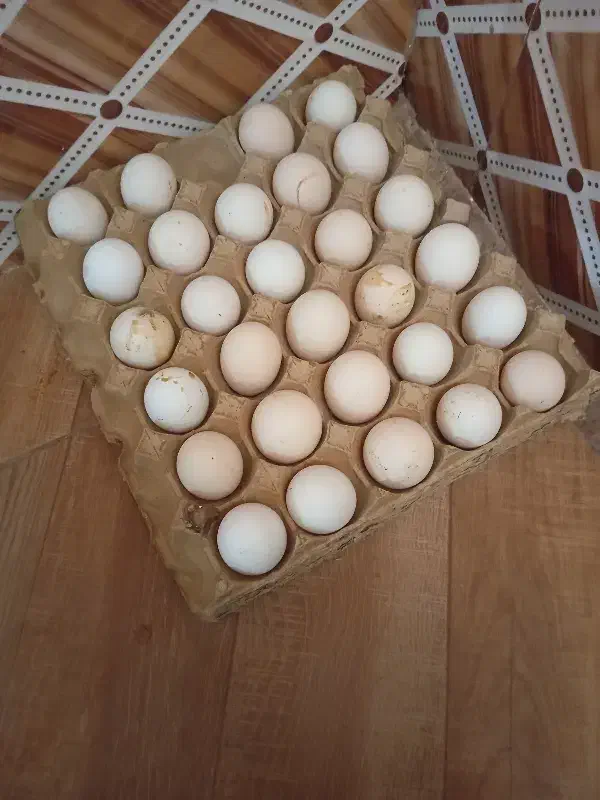 تخم مرغ نطفه دار|حیوانات مزرعه|داراب, |دیوار