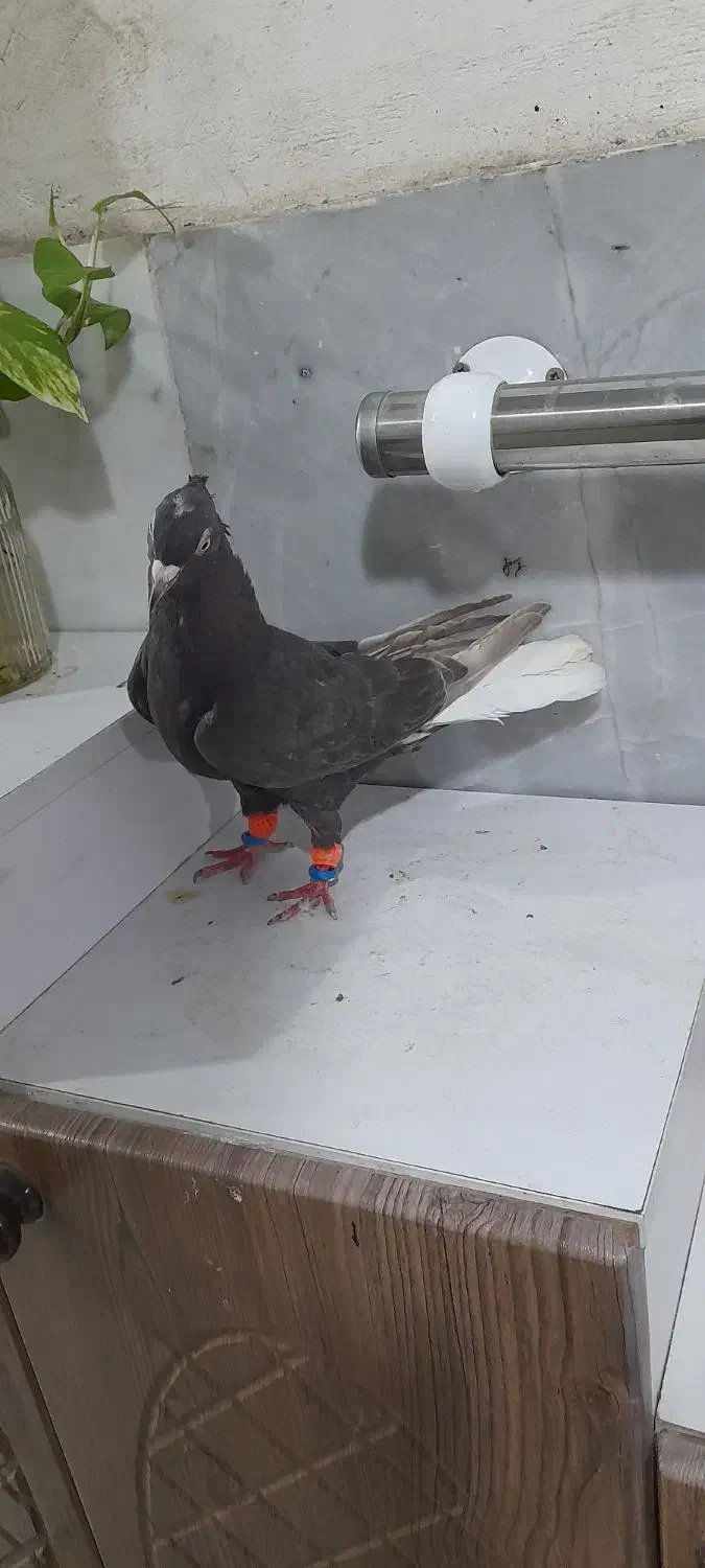 کفتر|پرنده|گرگان, |دیوار