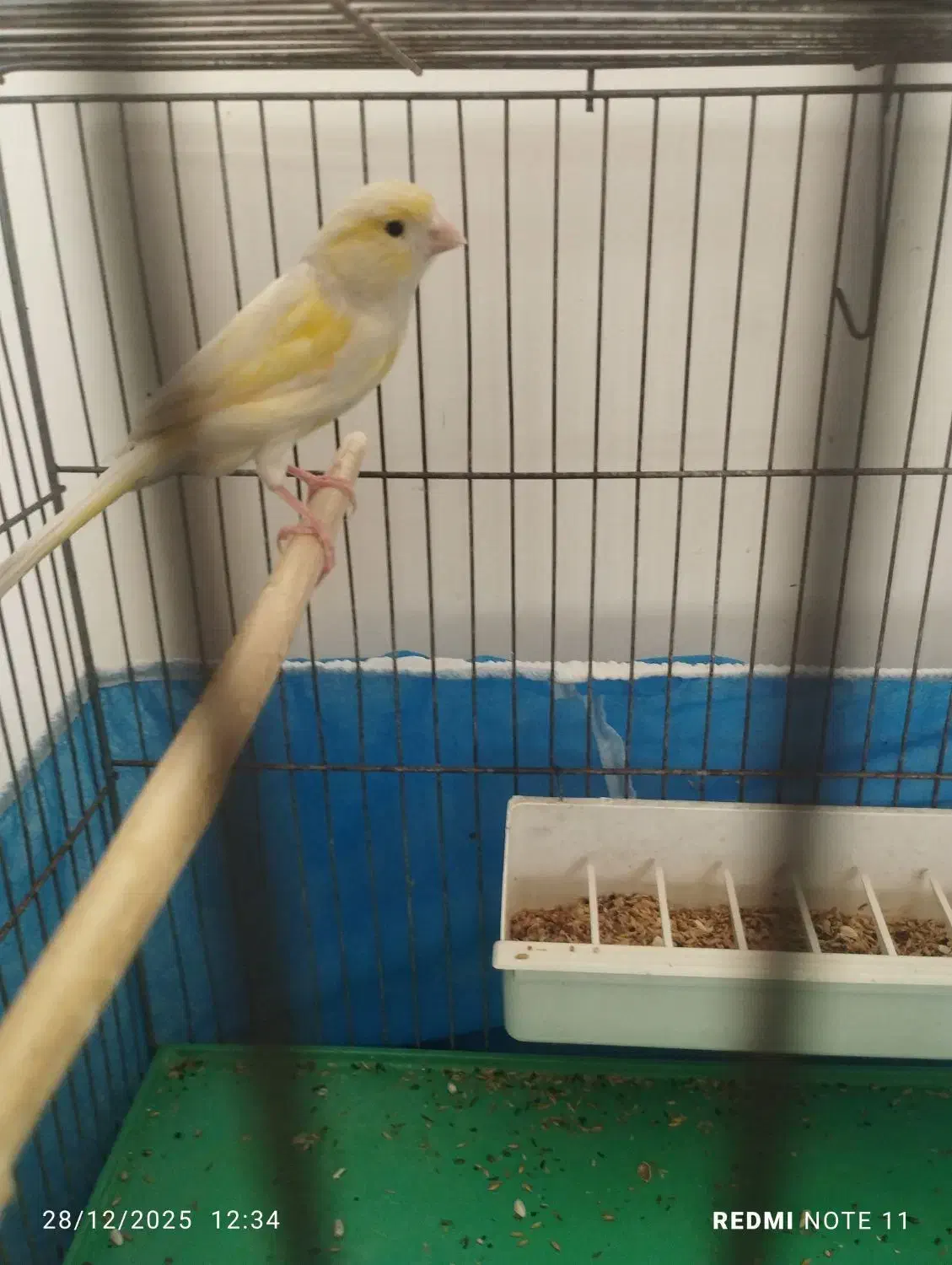 پرنده|پرنده|اصفهان, مصلی|دیوار