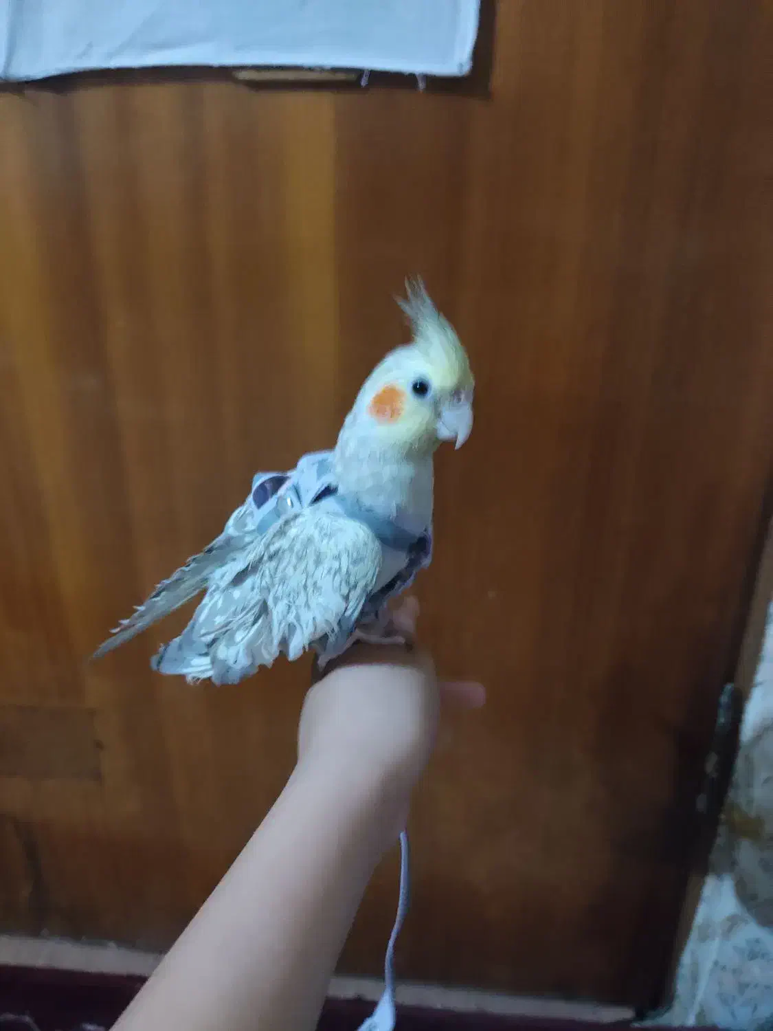 عروس هلندی|پرنده|اصفهان, جاوان|دیوار