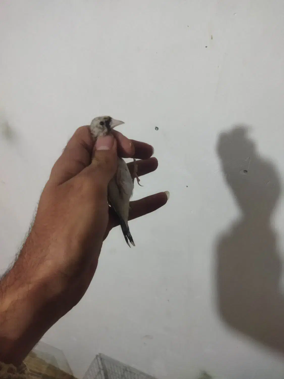 سهره طلایی|پرنده|شهرکرد, |دیوار