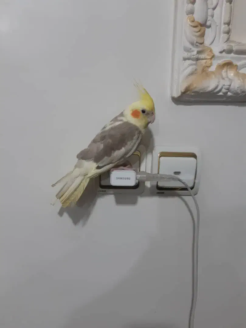 فروش عروس هلندی|پرنده|اهواز, مجاهد|دیوار