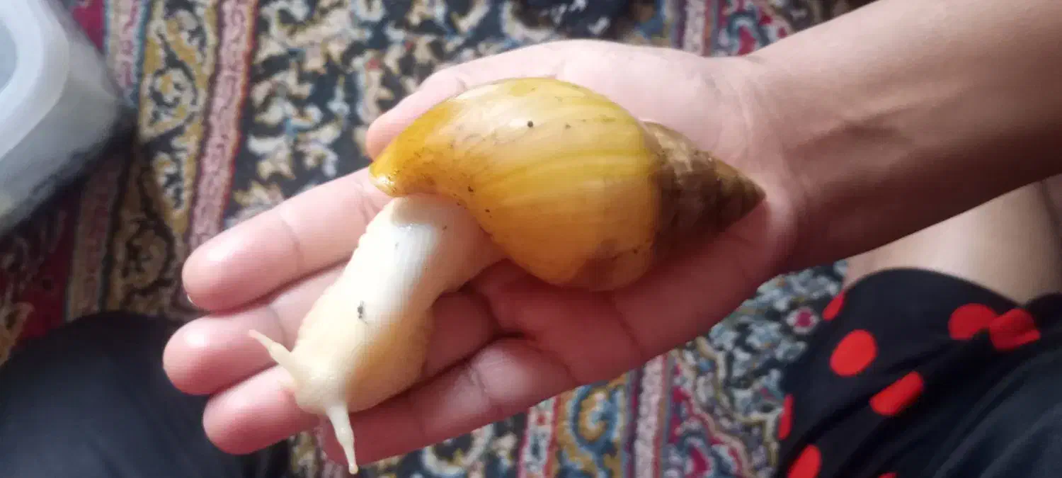 حلزون|خزنده|کرمان, |دیوار