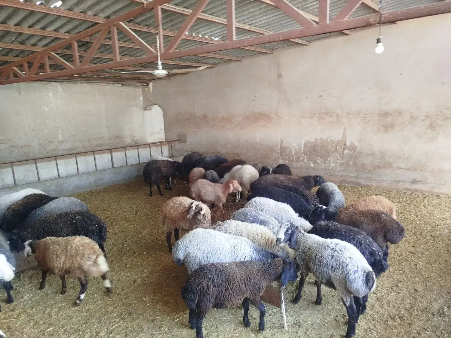 فروش ویژه بره نر|حیوانات مزرعه|پیشوا, |دیوار