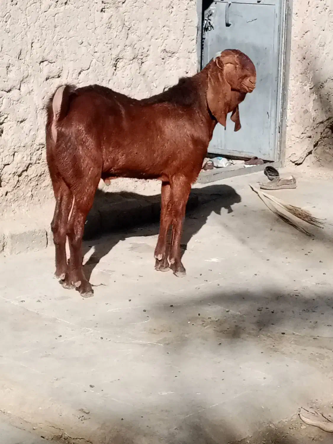 نربزپنچابی جوان 10ماهه|حیوانات مزرعه|مهرستان, |دیوار