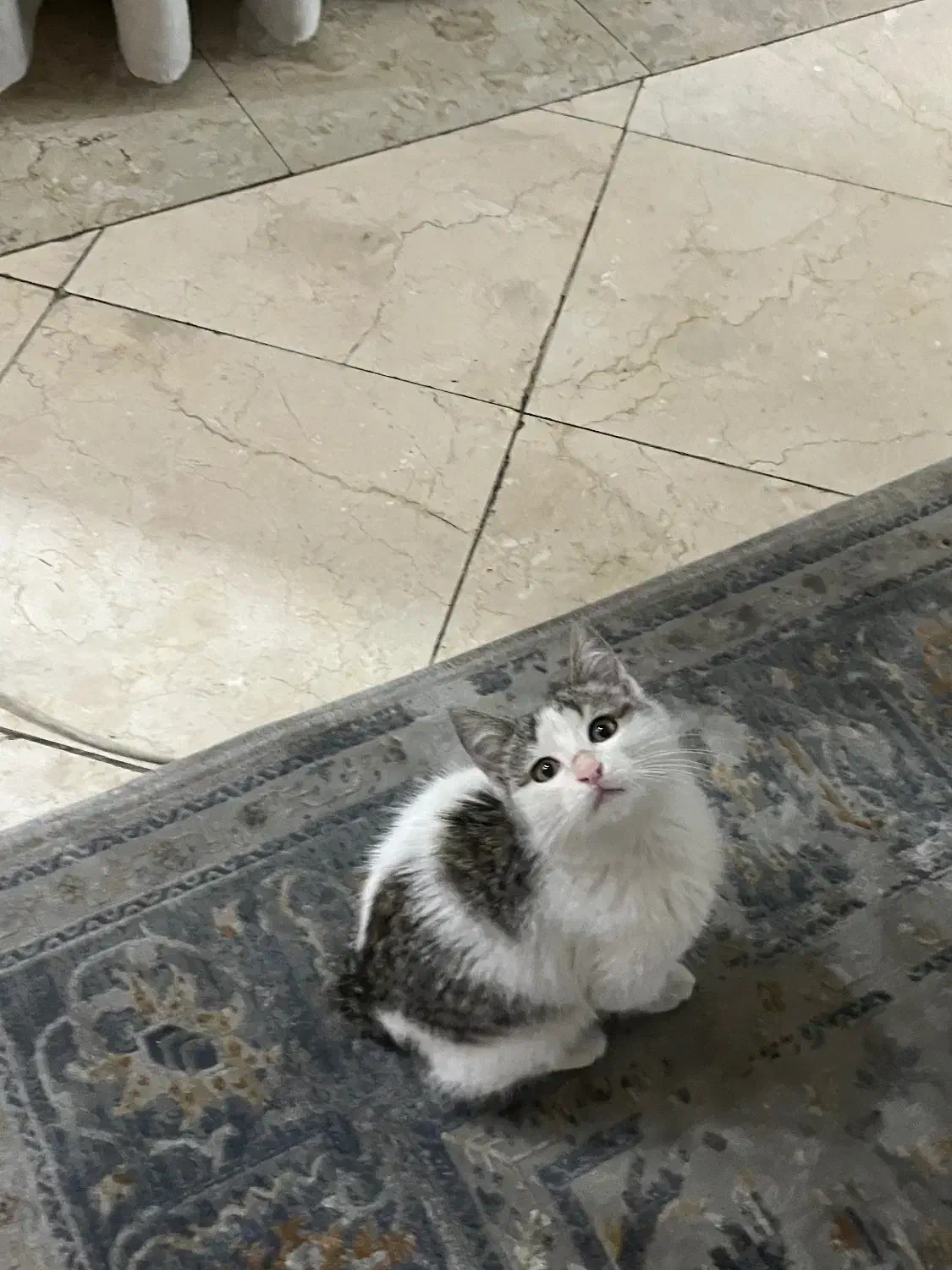 گربه بامزه|گربه|تهران, فردوسی|دیوار