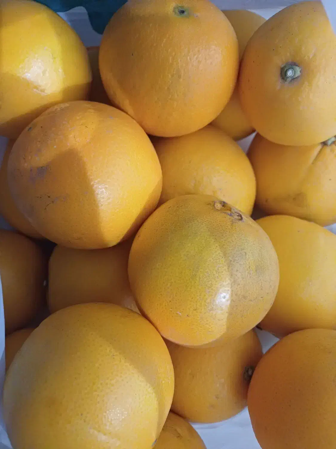 پرتغال تامسون|خوردنی و آشامیدنی|کلارآباد, |دیوار