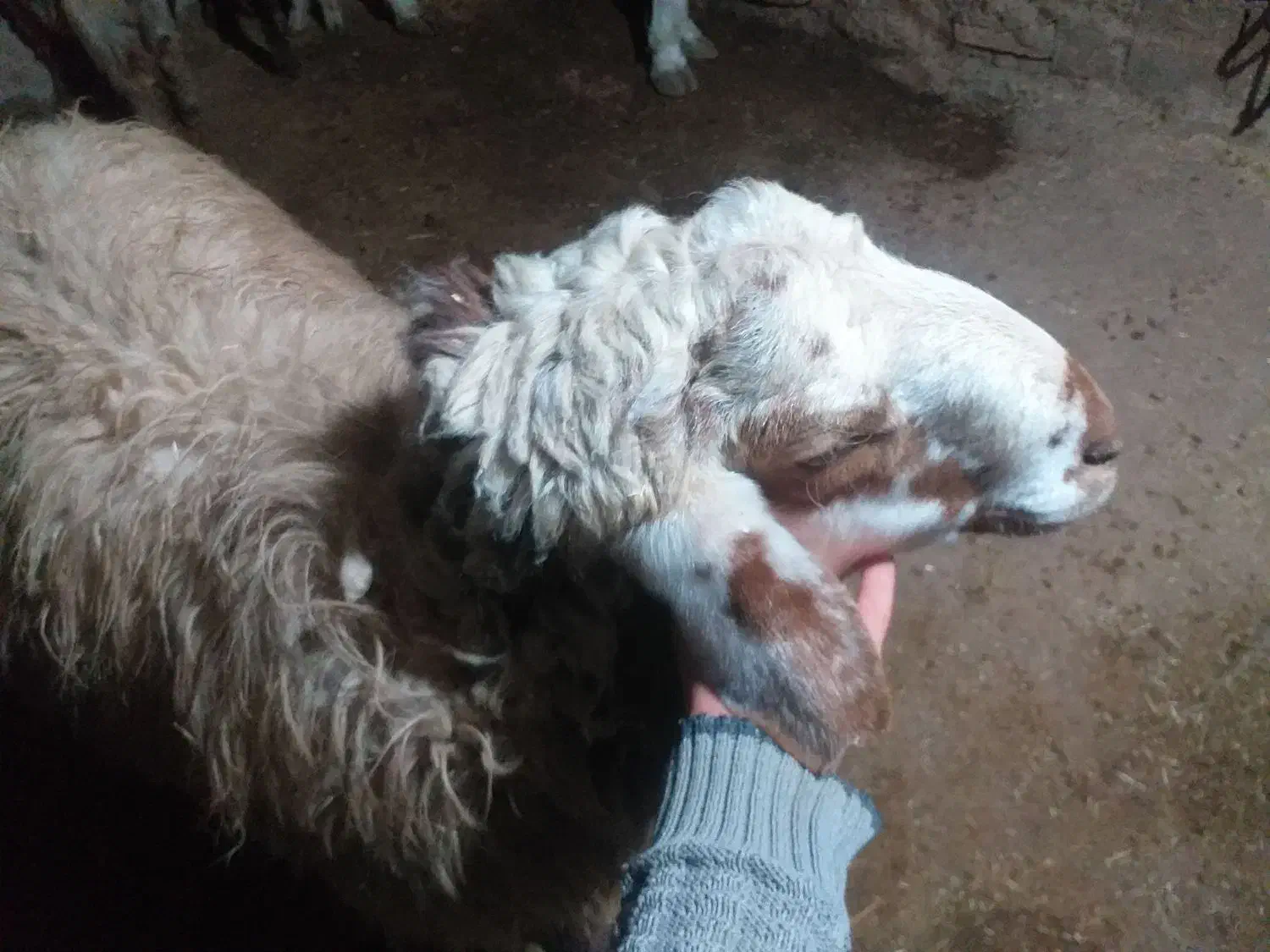 قوچ می رازی جوان|حیوانات مزرعه|هرسین, |دیوار