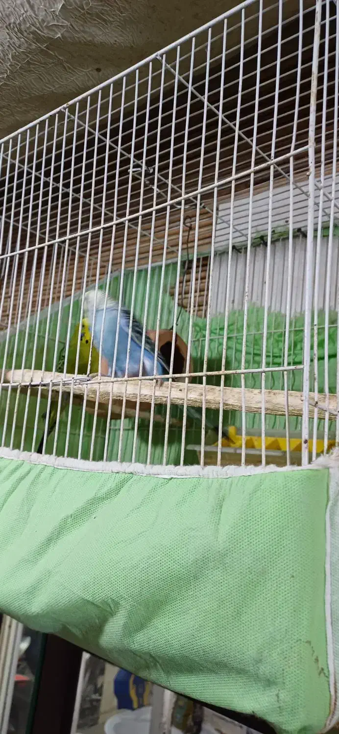 پرنده|پرنده|مینودشت, |دیوار