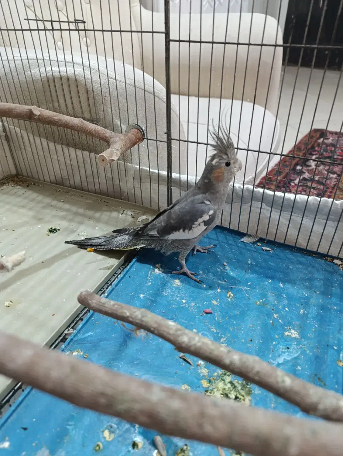 عروس هلندی ماده|پرنده|کرج, حیدرآباد|دیوار