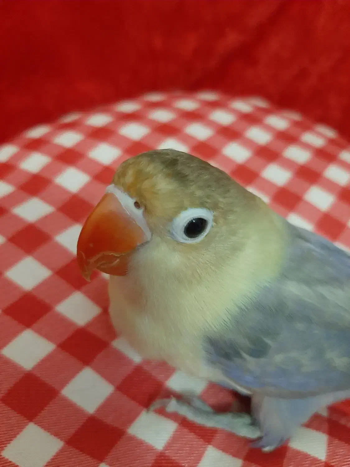 طوطی برزیلی خوشگل|پرنده|تهران, امانیه|دیوار