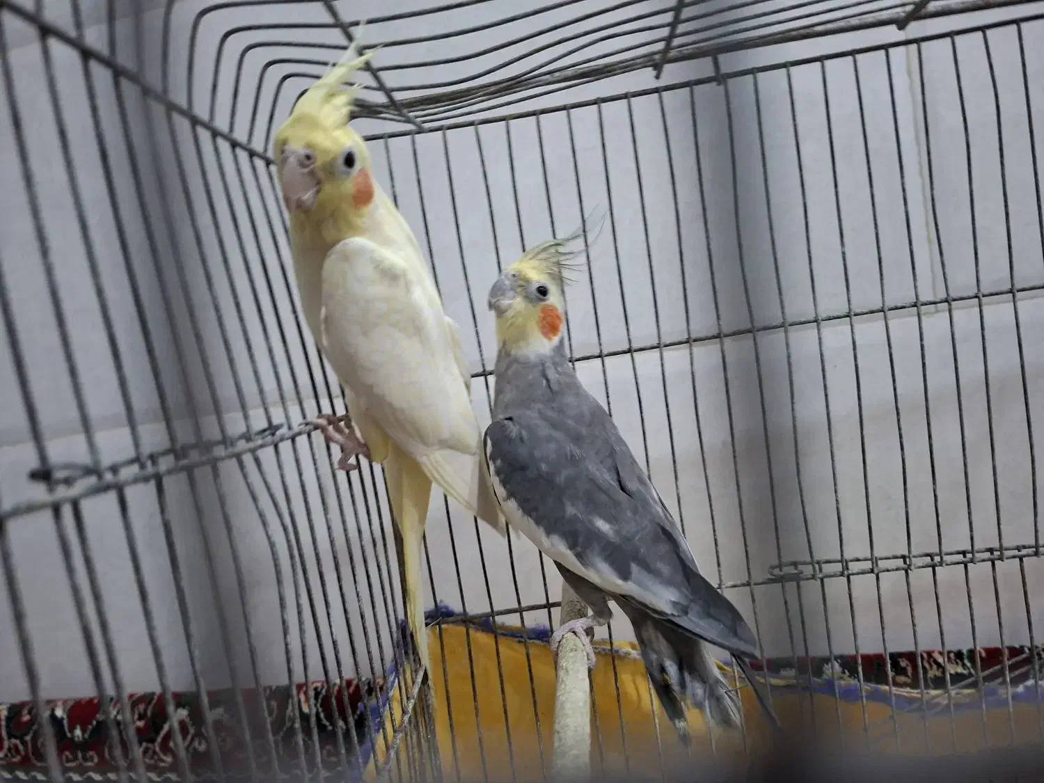 عروس هلندی|پرنده|قم, سید معصوم|دیوار