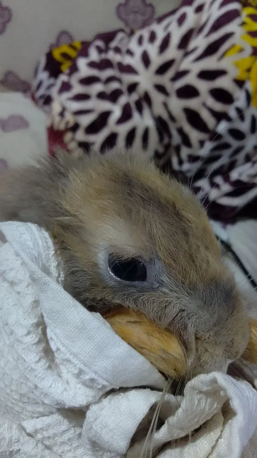 خرگوش گوش گوش بلند سلامت|موش و خرگوش|تهران, سبلان (لشگر)|دیوار