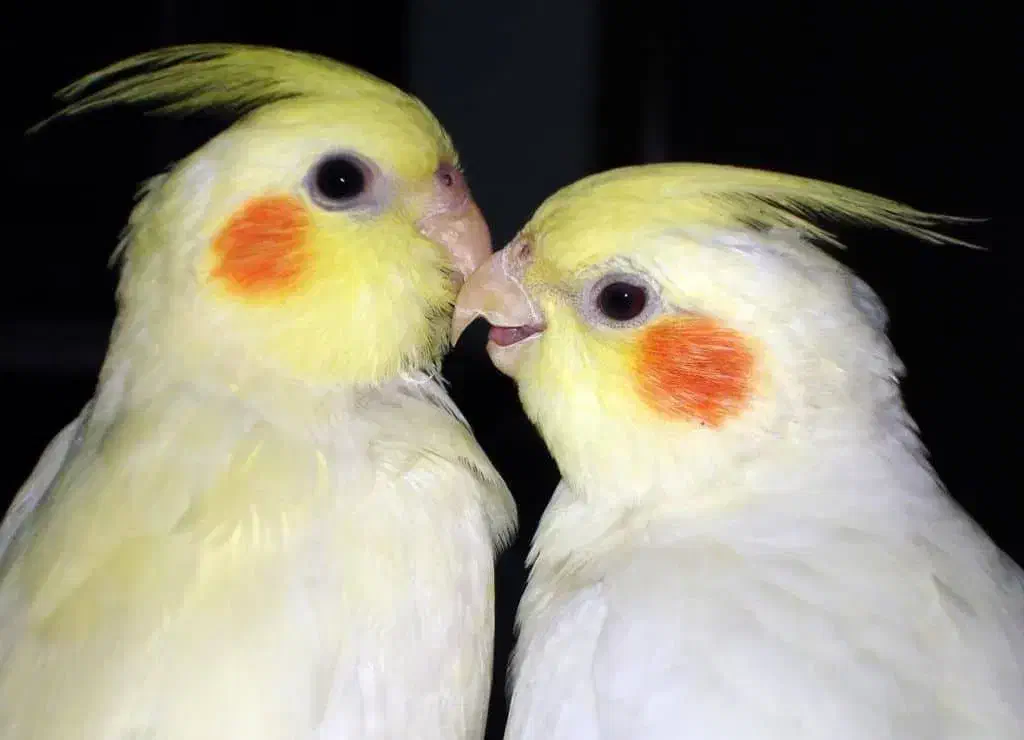 عروس هلندی یک جفت|پرنده|شاهین‌شهر, فیض|دیوار