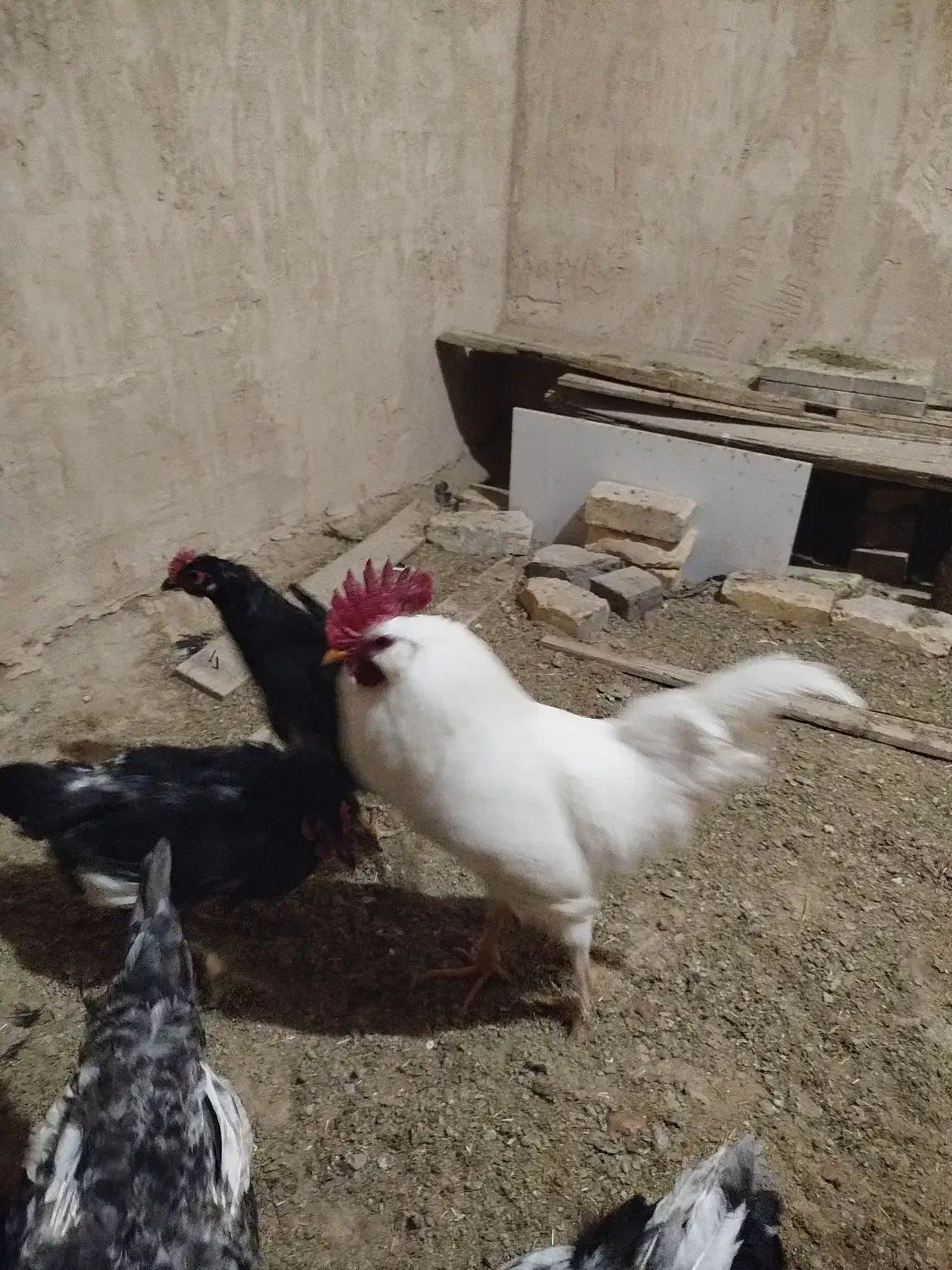 خروس سفید|حیوانات مزرعه|یزد, |دیوار