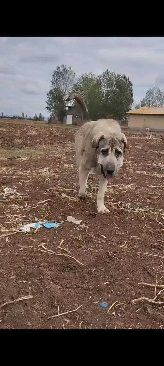 سگ پژدر|سگ|فشاپویه, |دیوار