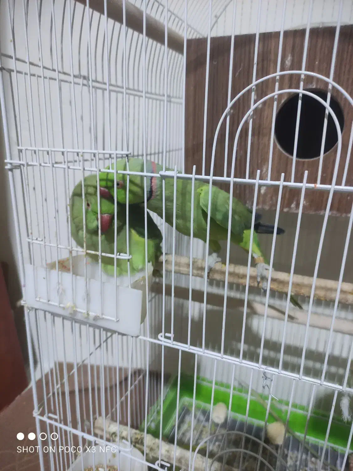 طوطی ملنگو مولد|پرنده|نجفآباد, فرخی|دیوار