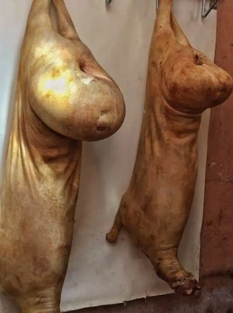 گوسفند لندی بره نر ماده میش قوچ بزغاله زنده دام|حیوانات مزرعه|مشهد, نوید|دیوار