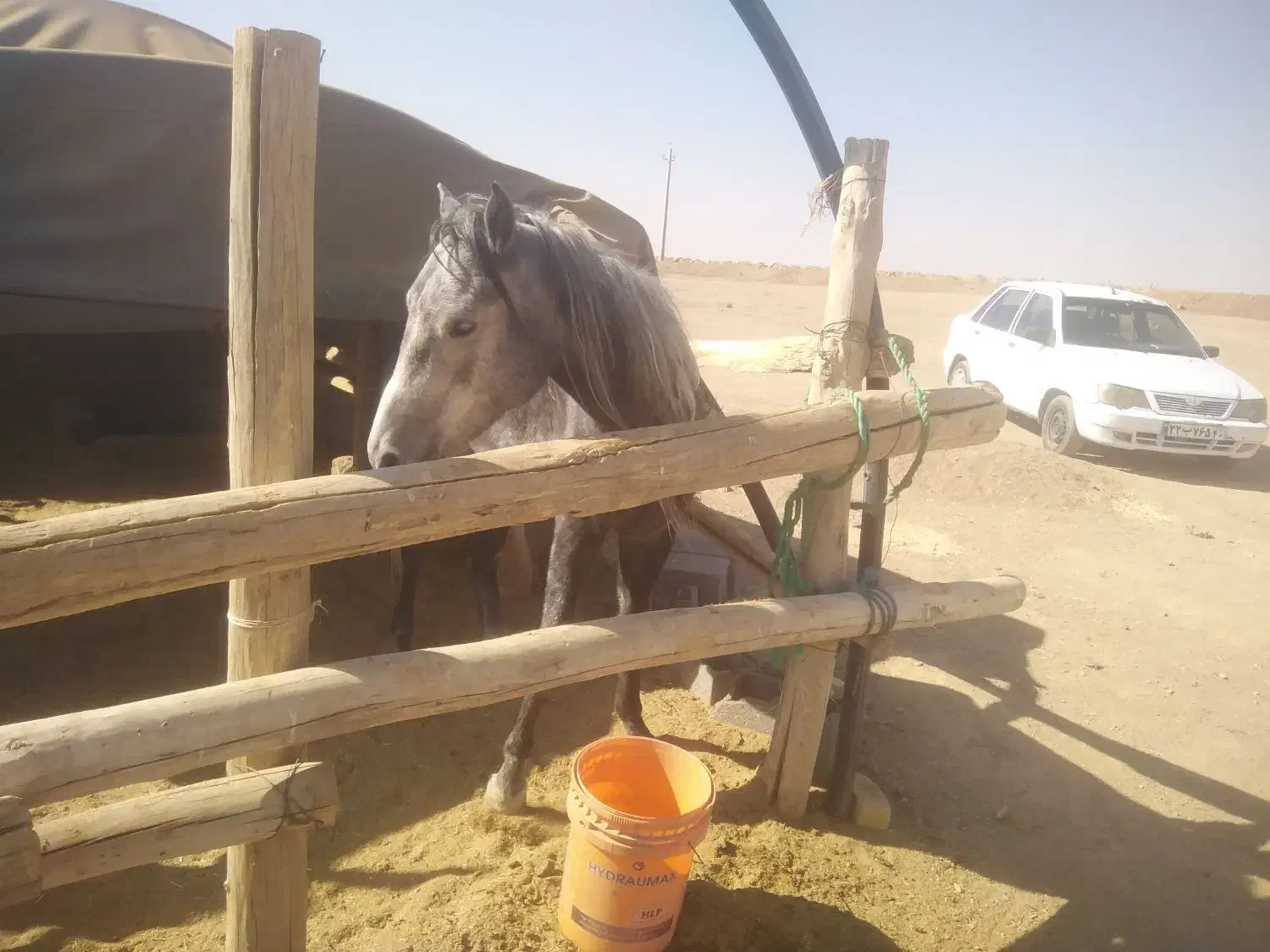 فروش اسب نر سه ساله|اسب و تجهیزات اسبسواری|خمین, |دیوار