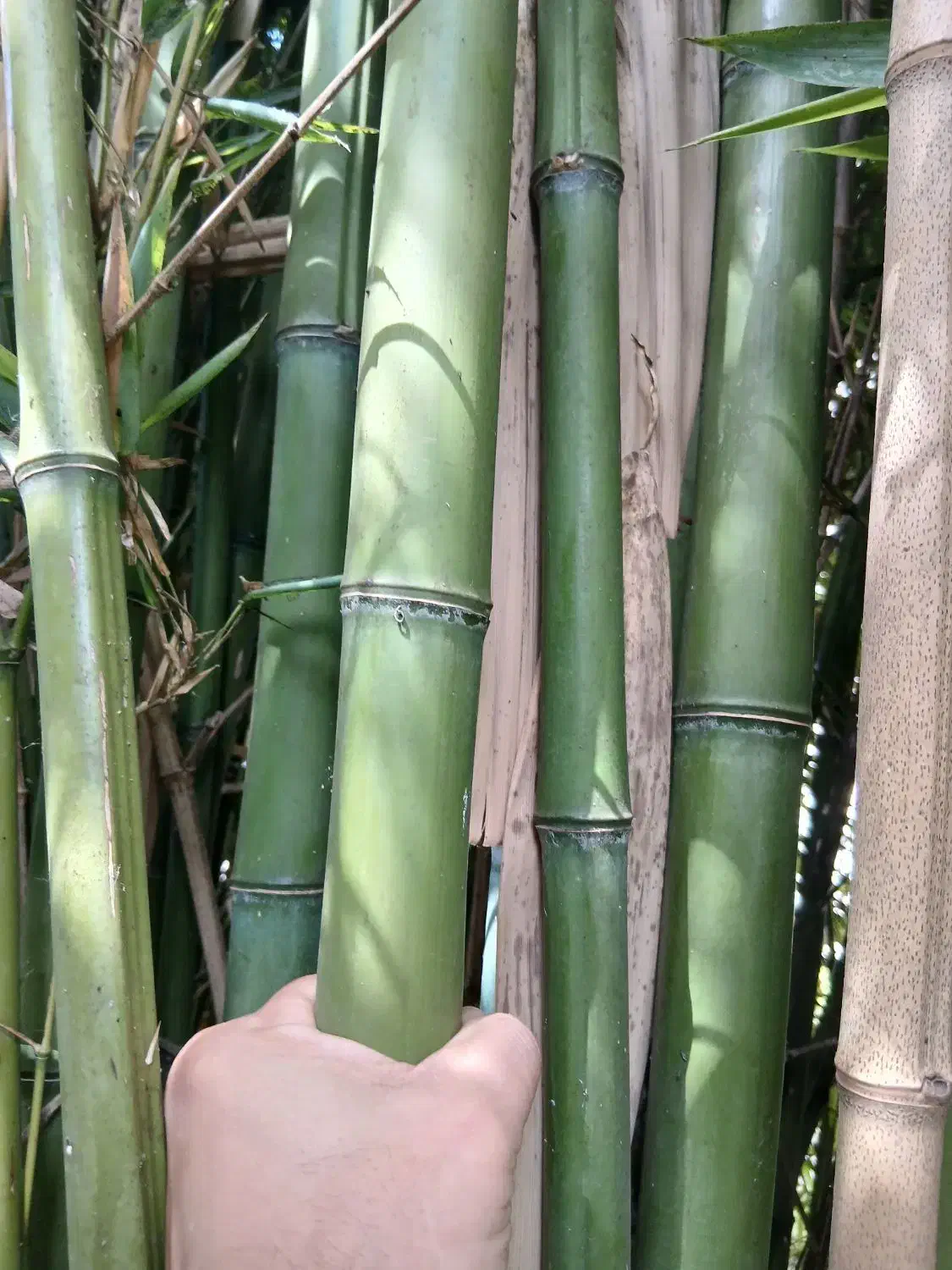 بامبو خارجی|گل و گیاه طبیعی|رشت, حومه رشت|دیوار