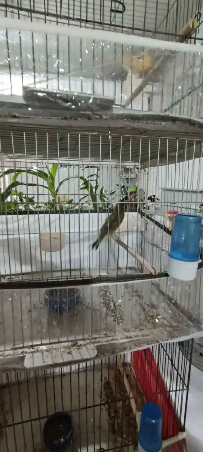 قناری|پرنده|سراب, |دیوار