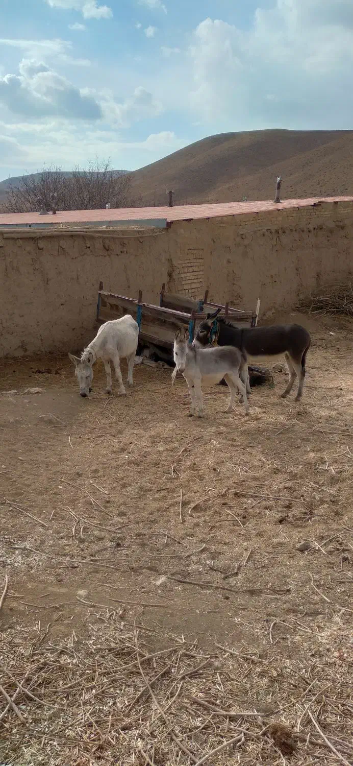 الاغ ماده و نر|حیوانات مزرعه|آبگرم, |دیوار