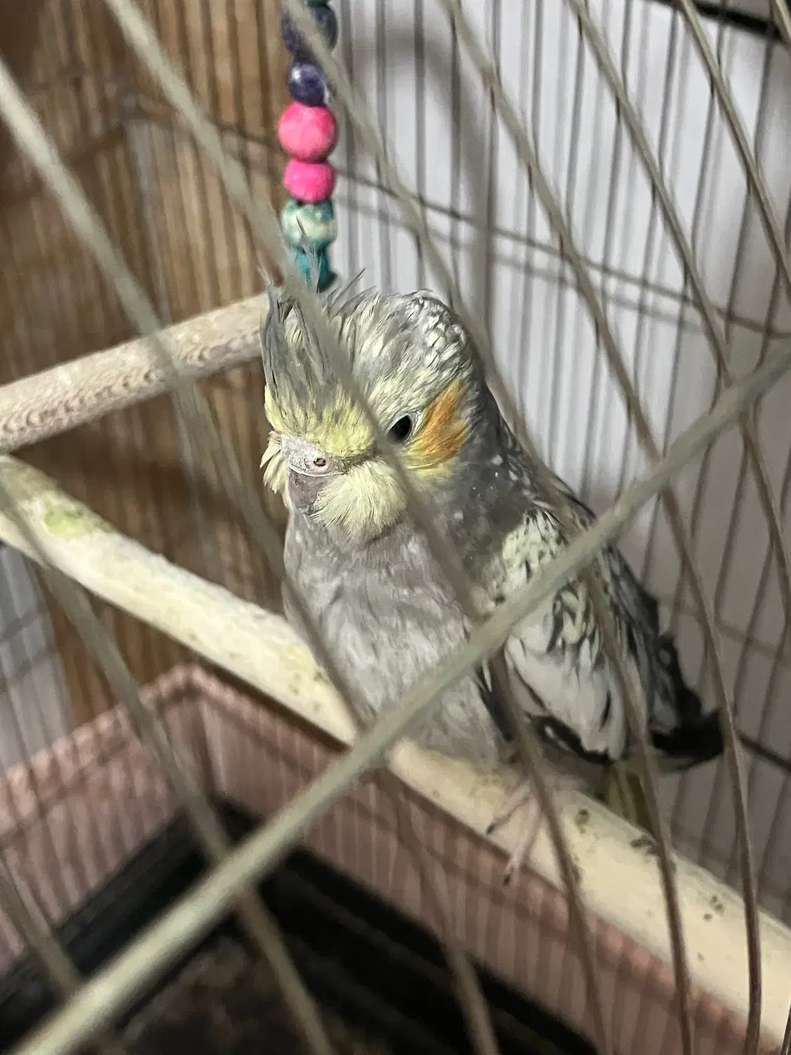 عروس هلندی ماده|پرنده|گرمسار, |دیوار