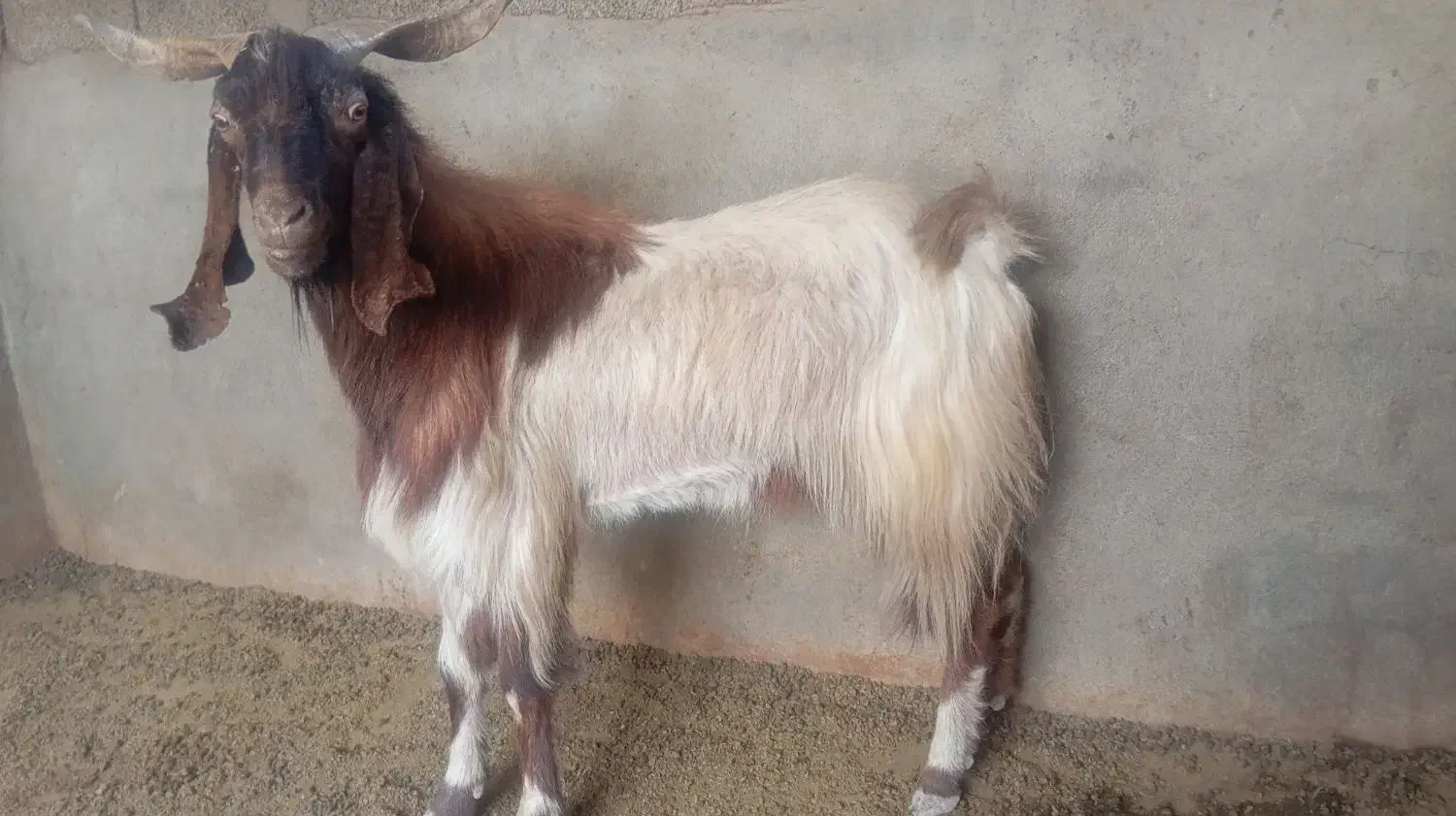 پازن گوشتی زیر قیمت|حیوانات مزرعه|سعدآباد, |دیوار