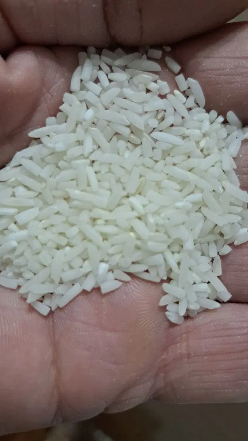 نیمدانه درشت خالص هاشمی|خوردنی و آشامیدنی|تولم شهر, |دیوار