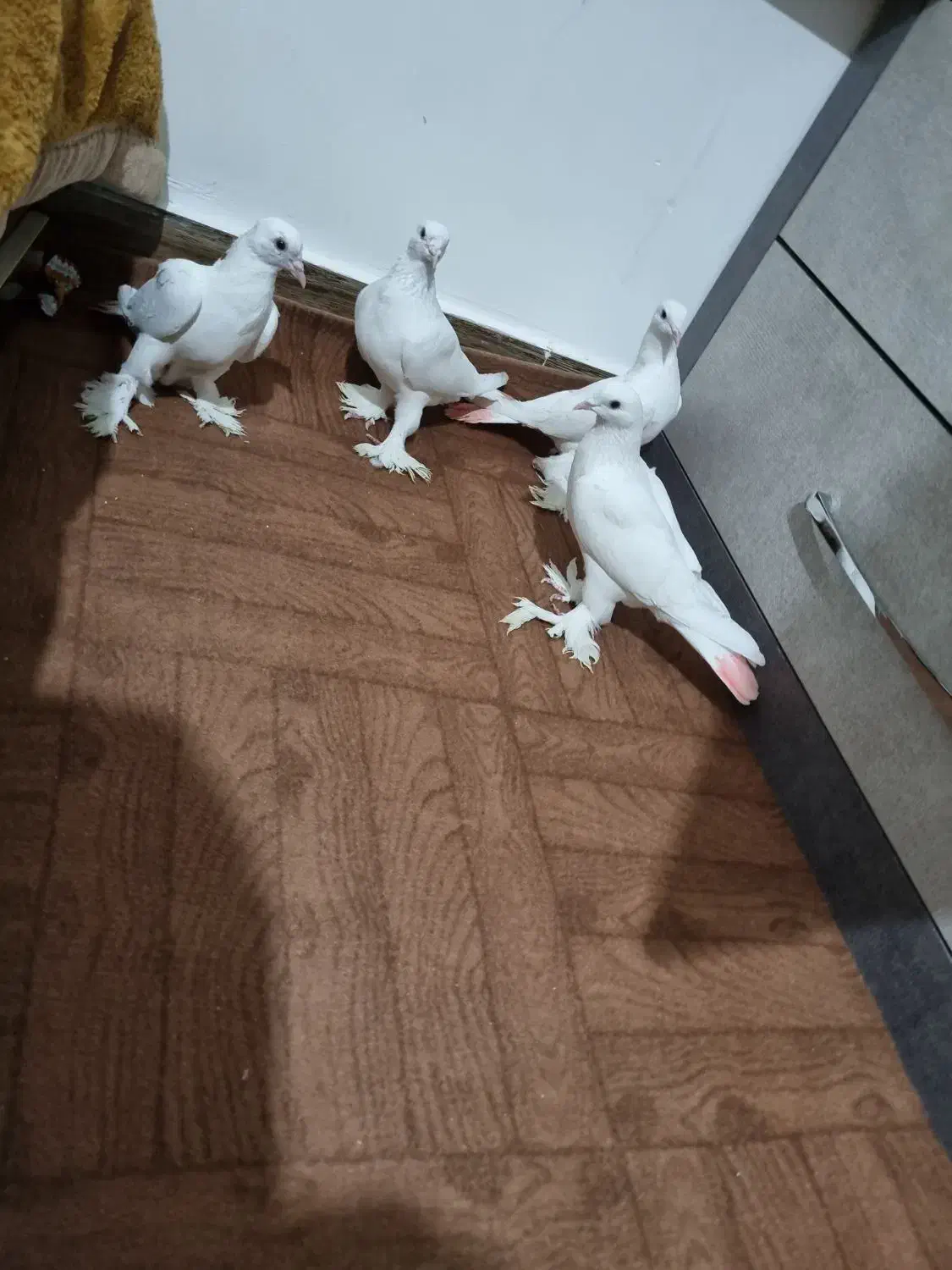 کبوتر لوتی دو جفت|پرنده|باسمنج, |دیوار