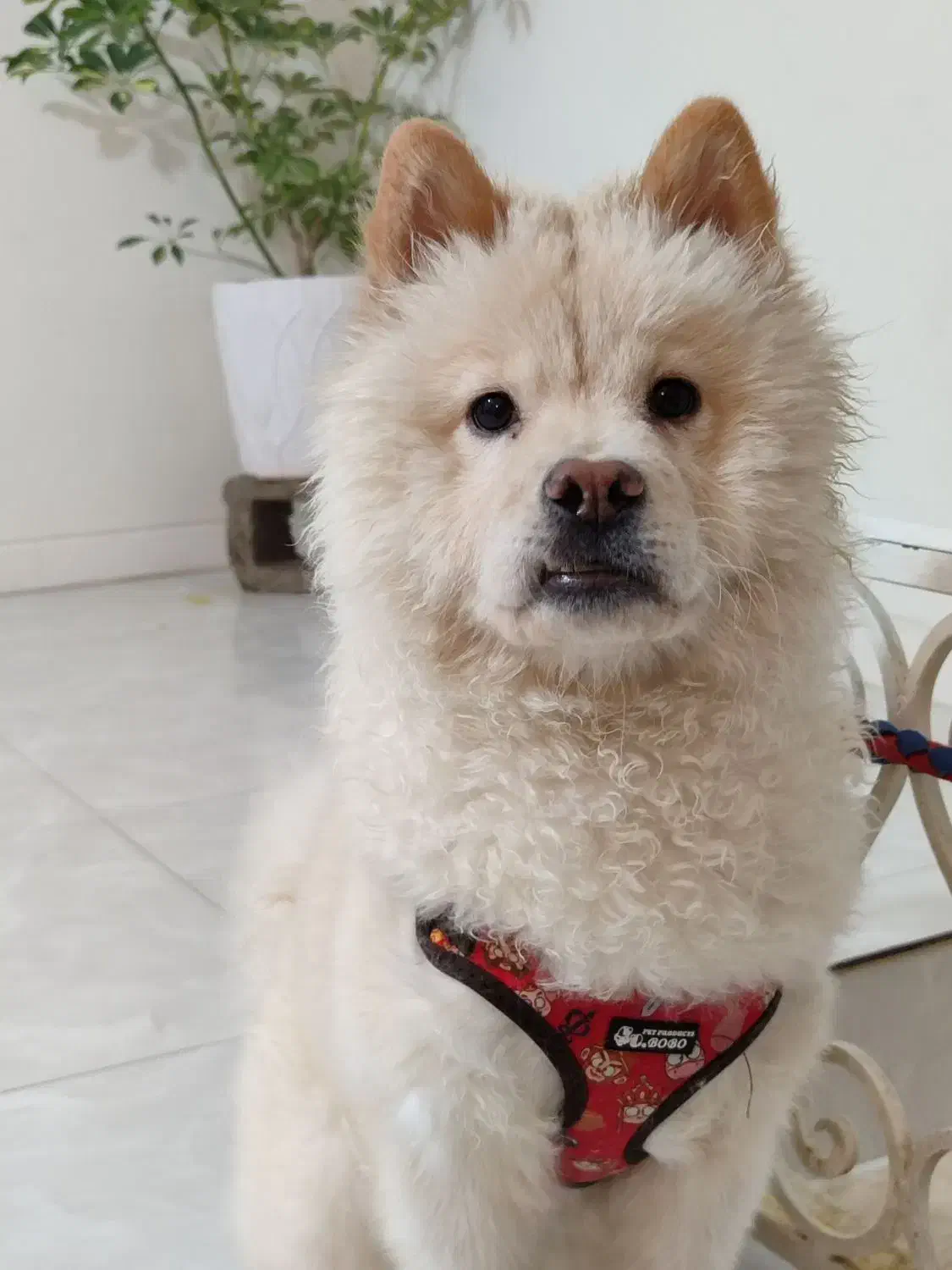 سگ چاوچاو|سگ|فردیس, قریشی|دیوار