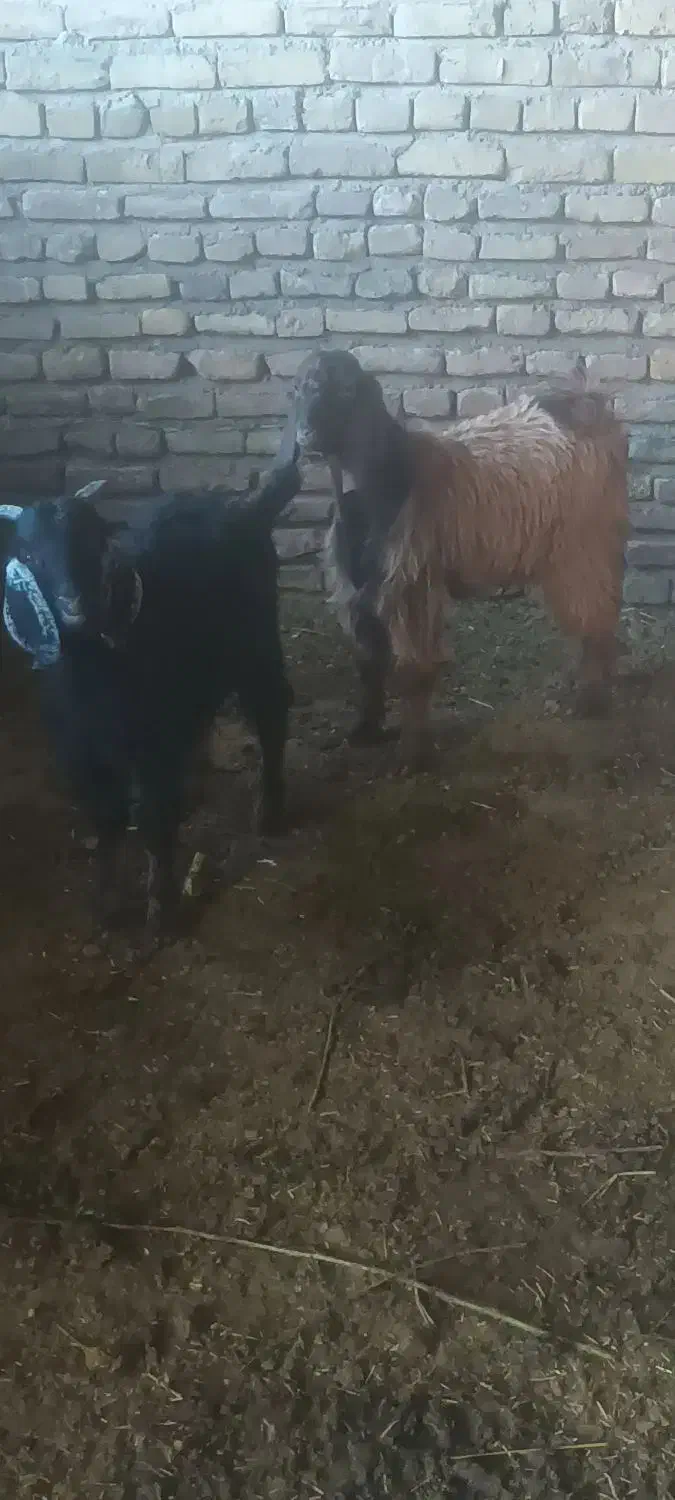 بزبزغاله میش|حیوانات مزرعه|تربت‌حیدریه, کوی شهید احمدزاده ملکی|دیوار