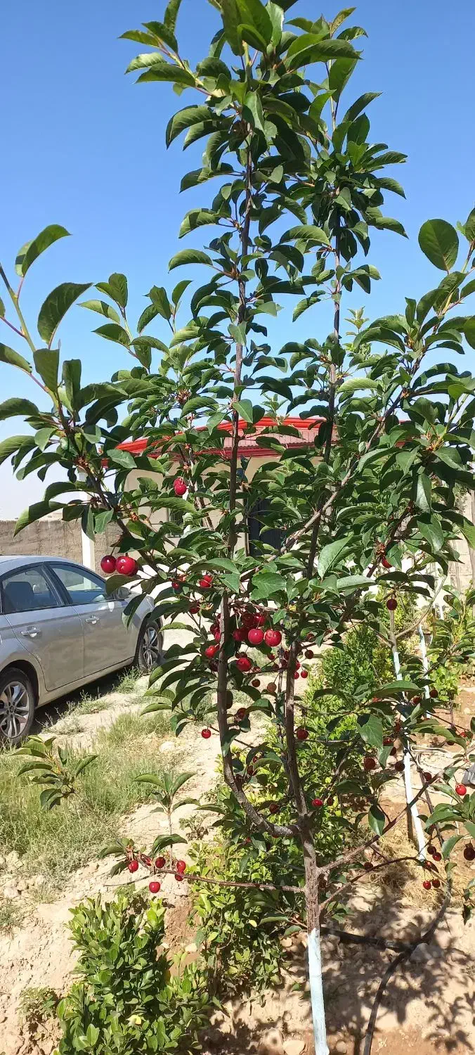 فروش زمین ۳۵۰ متری چهاردیواری در کوشک‌زر|فروش زمین و ملک کلنگی|هشتگرد, کوشک زر|دیوار