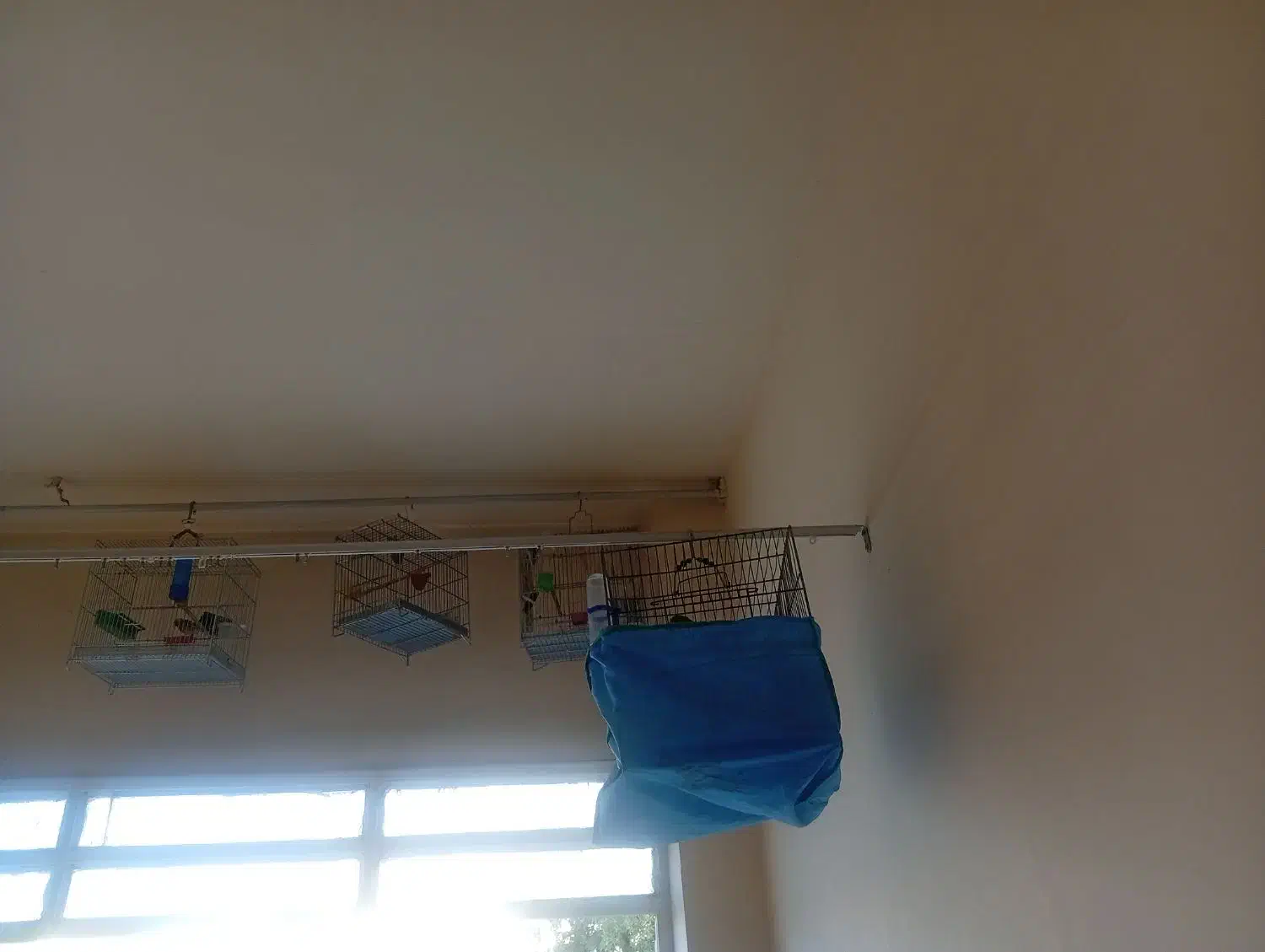 جوجه سهره|پرنده|ملایر, |دیوار