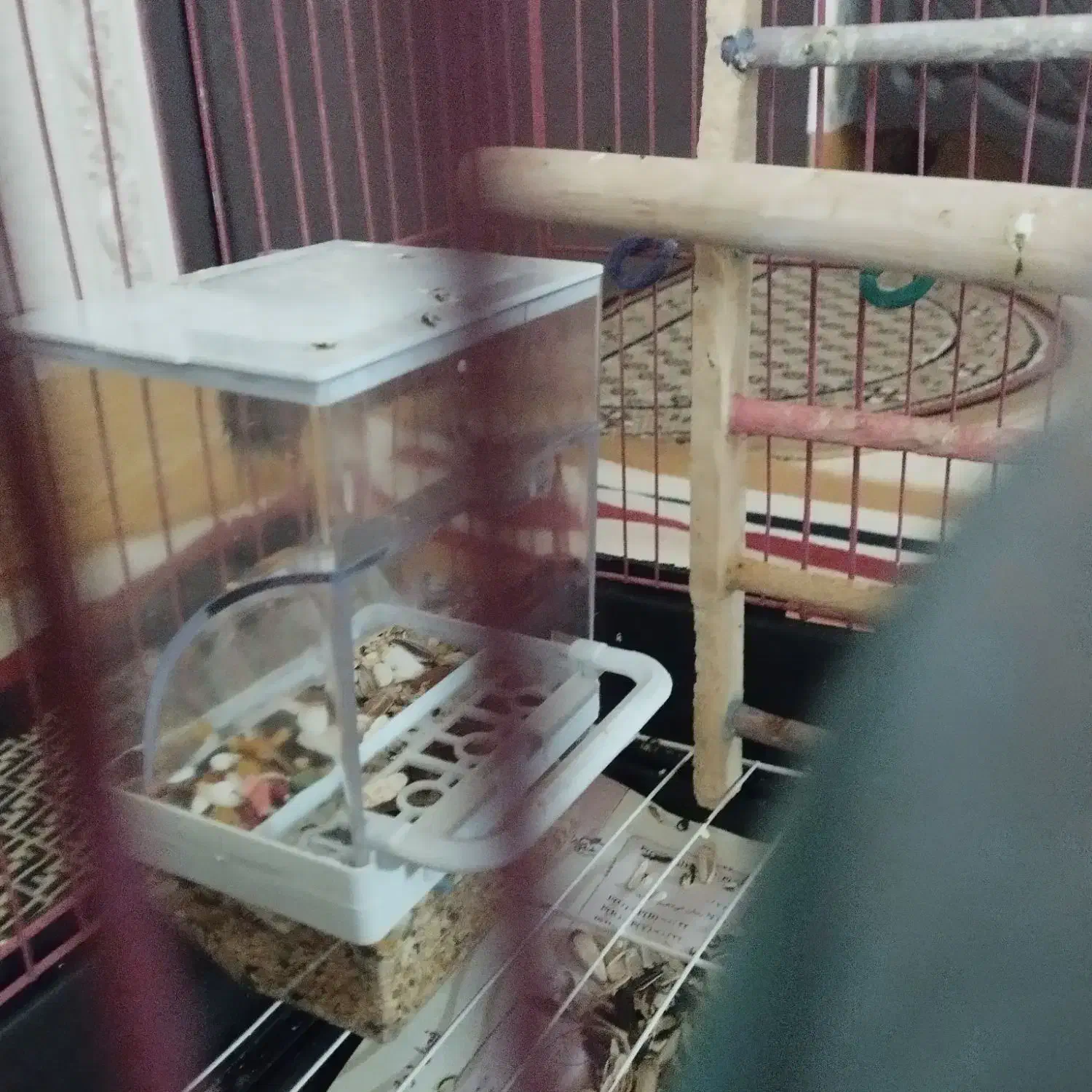 طوطی برزیلی خوشکل با قفس و وسایل|پرنده|فردیس, شهرک شهید حسینی|دیوار