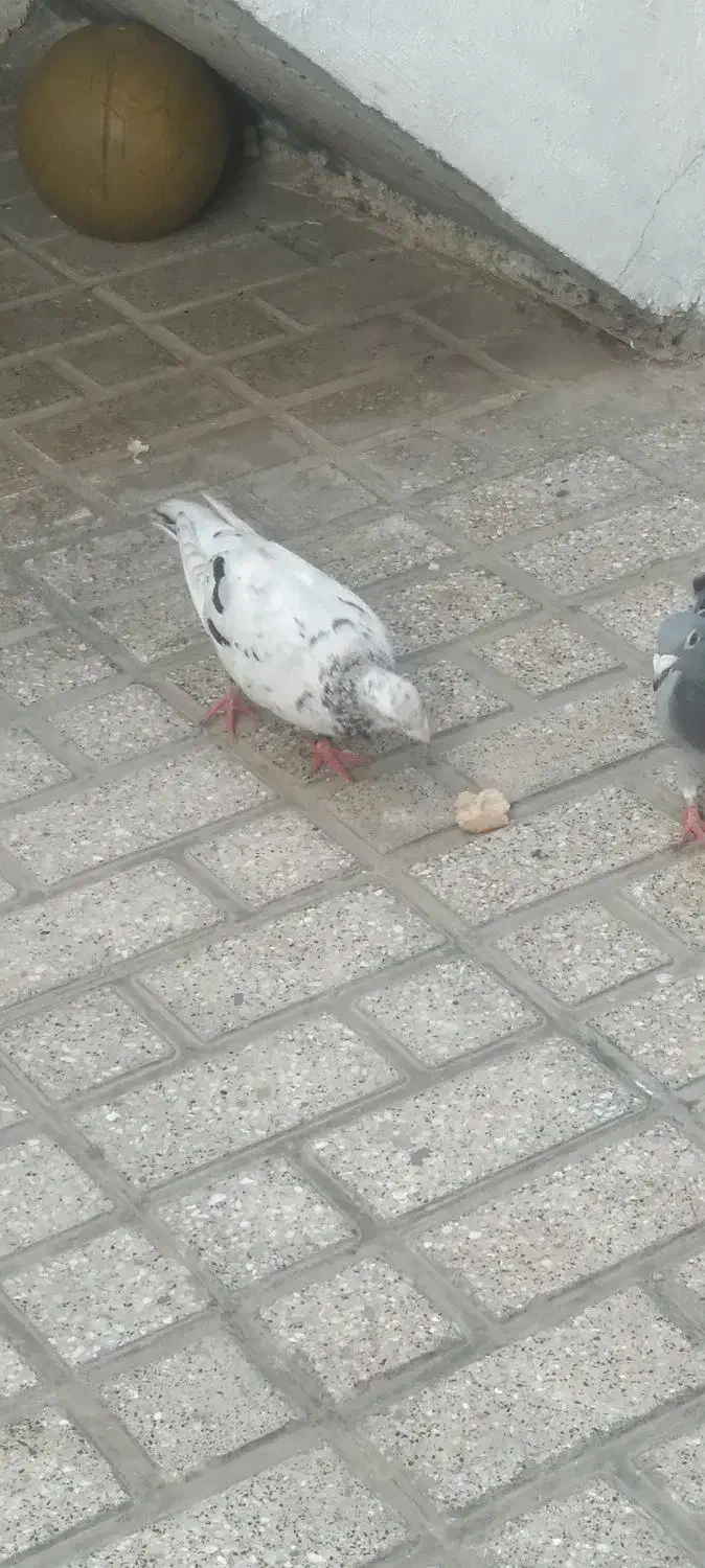 کبوتر|پرنده|گرگان, |دیوار