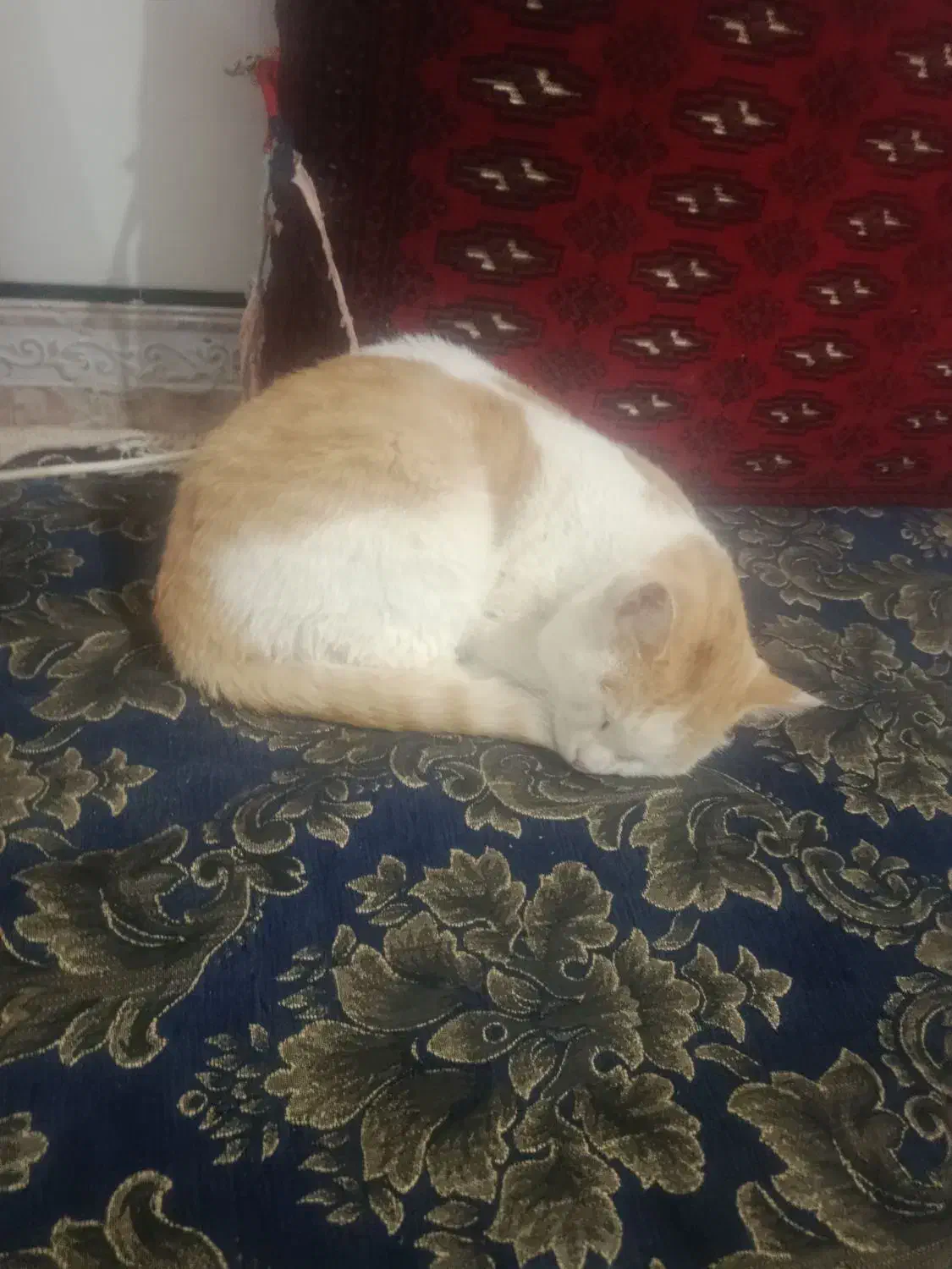 گربه پیدا شده|گربه|نیمروز, |دیوار